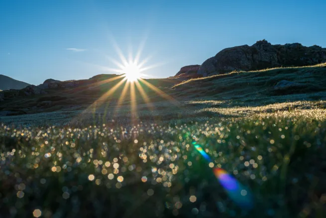 premier rayons du soleil sur la rosée