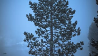 Frozen tree Frozen tree