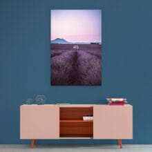 cabane-lavande-valensole-dibond