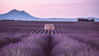 Au coeur des lavandes Champ de lavandes sur le plateau de Valensole