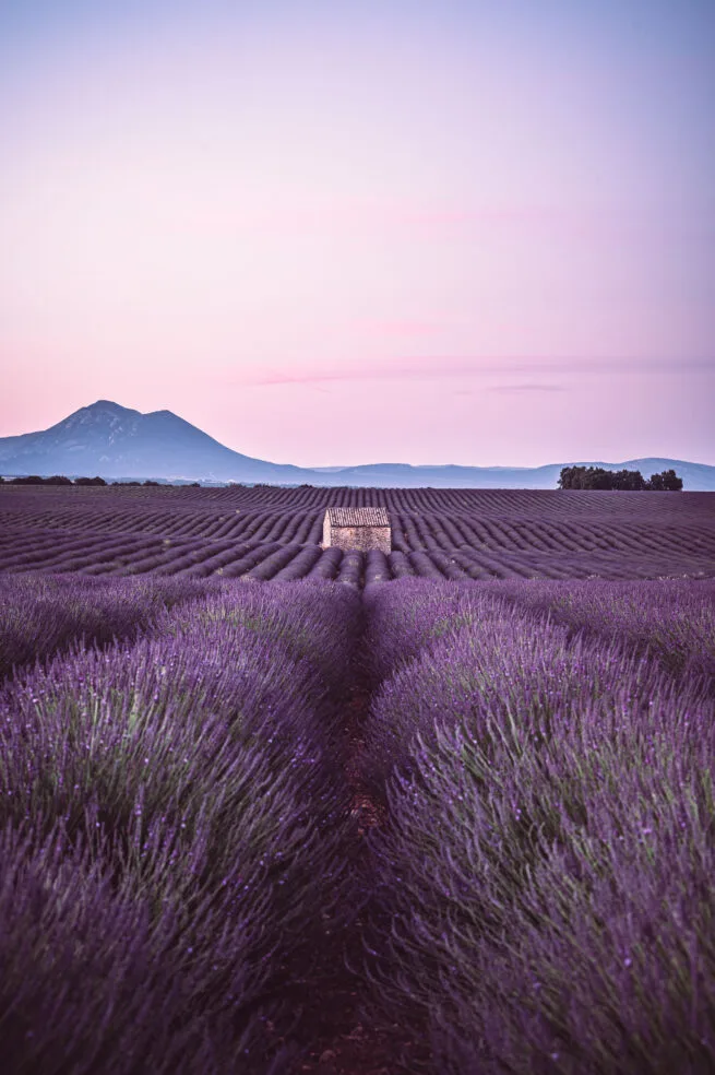 Champ de lavandes sur le plateau de Valensole