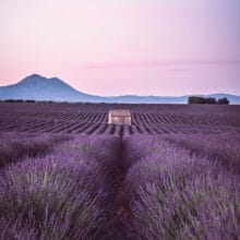 Au coeur des lavandes Champ de lavandes sur le plateau de Valensole