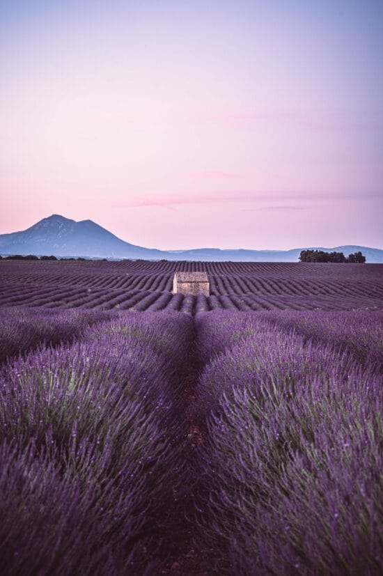 Champ de lavandes sur le plateau de Valensole