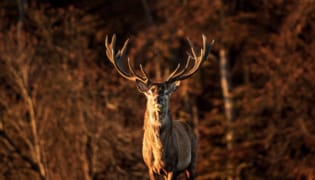 Cerf d'automne Cerf d’autmone