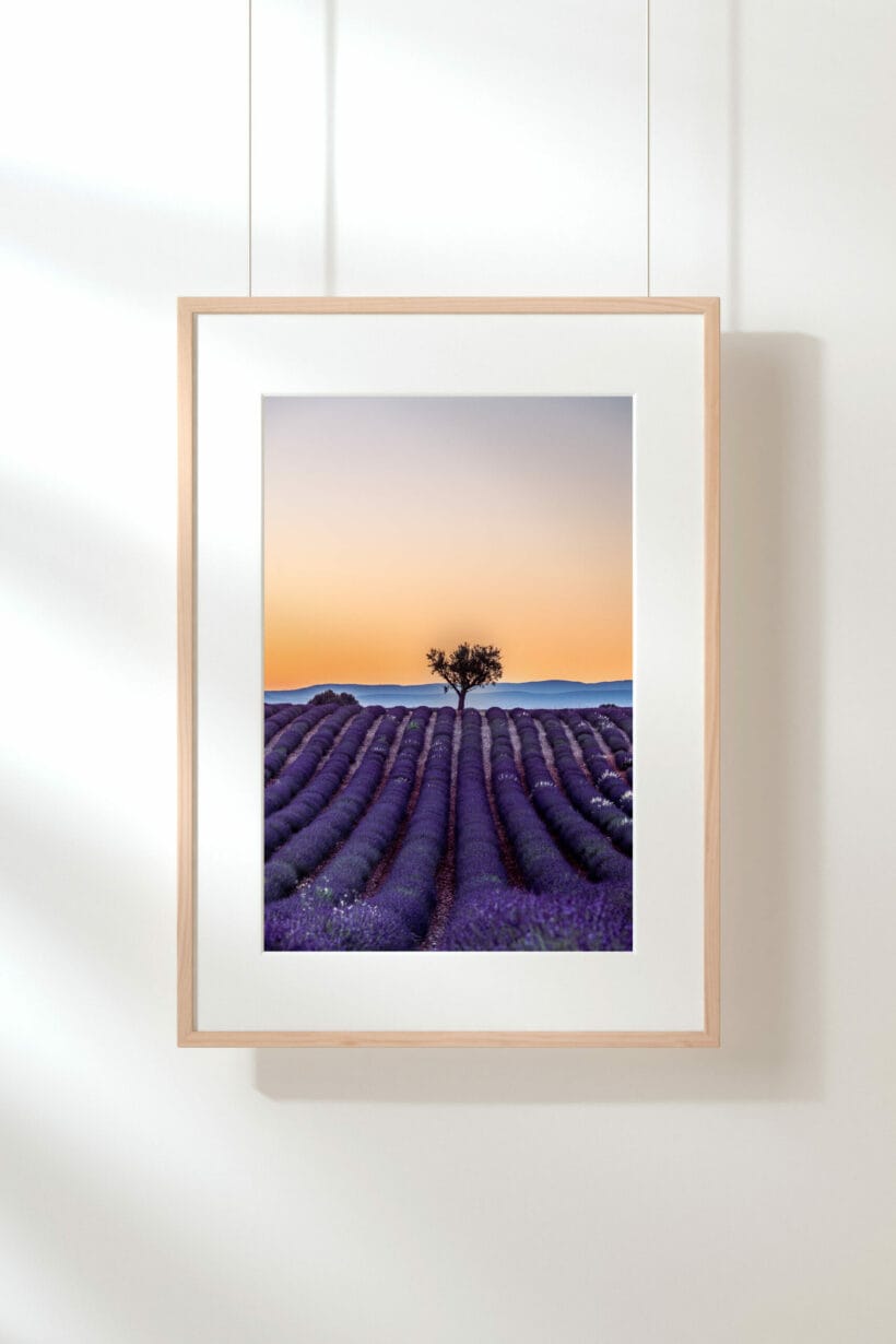 lavande-plateau-valensole-arbre-cadre