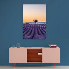 lavande-plateau-valensole-arbre-dibond