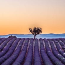 L'arbre de Valensole