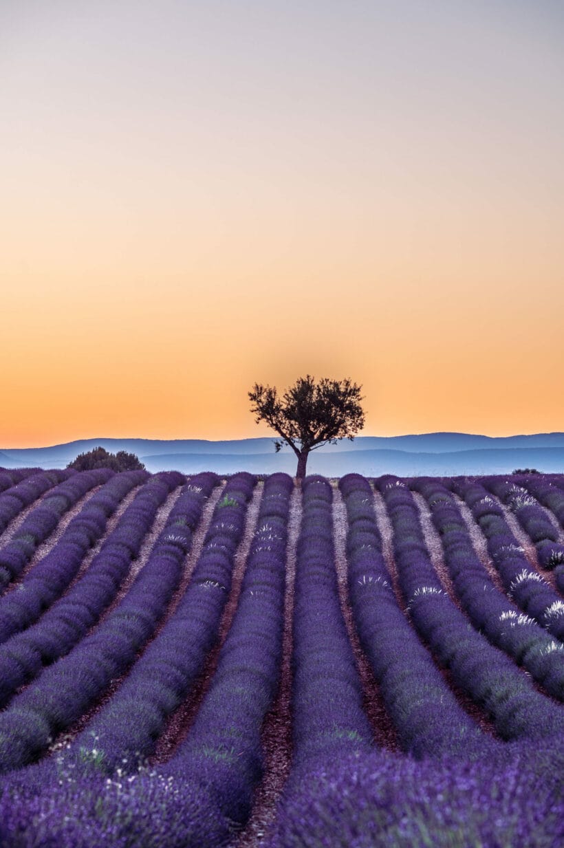 L'arbre de Valensole