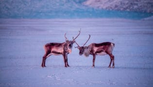 Duo de rennes Duo de rennes