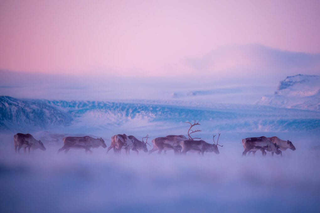 Troupeau de rennes sauvages