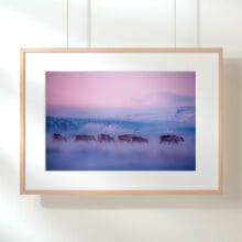 troupeau-rennes-sauvages-islande-cadre