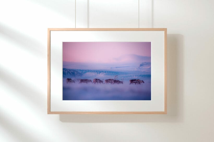 troupeau-rennes-sauvages-islande-cadre