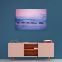 troupeau-rennes-sauvages-islande-dibond