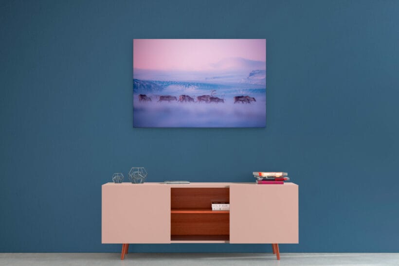 troupeau-rennes-sauvages-islande-dibond