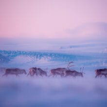 Troupeau de rennes sauvages