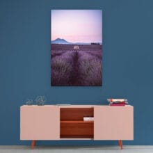 cabane-lavande-valensole-dibond