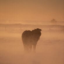 cheval-islandais-tempete