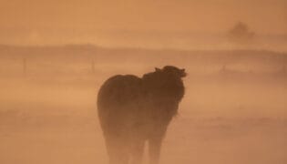 cheval-islandais-tempete