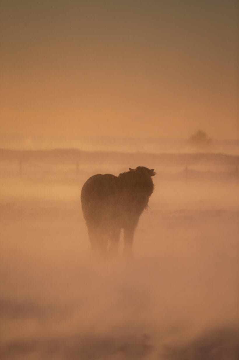 cheval-islandais-tempete