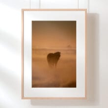 cheval-islandais-tempete-cadre