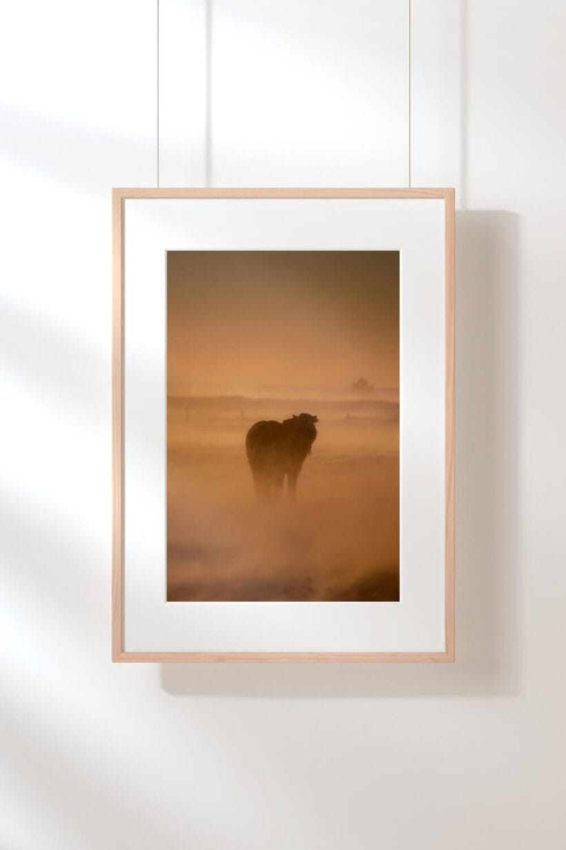 cheval-islandais-tempete-cadre