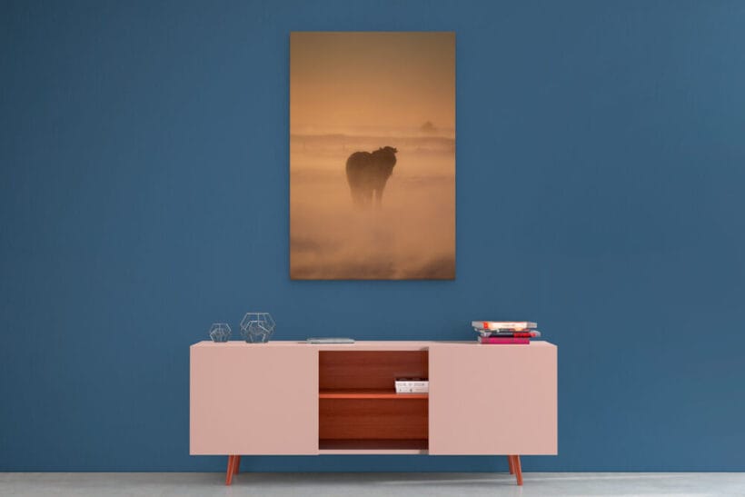 cheval-islandais-tempete-dibond